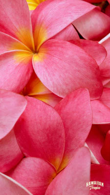 Download plumeria mobile image