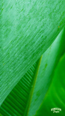 Download care mobile image