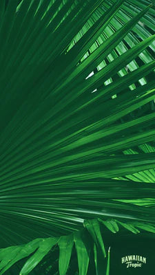 Download palm mobile image