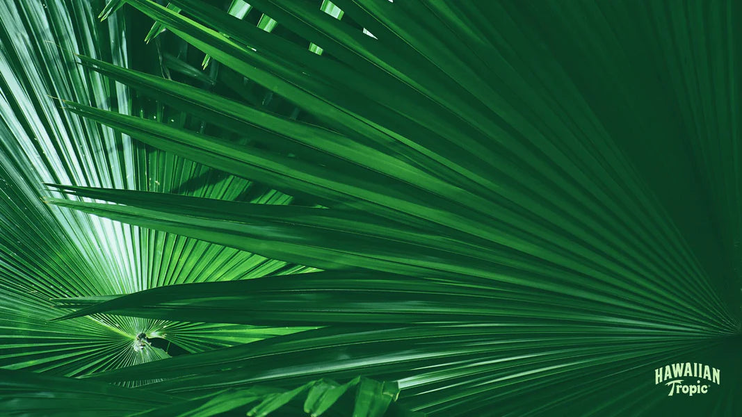 Download palm desktop image